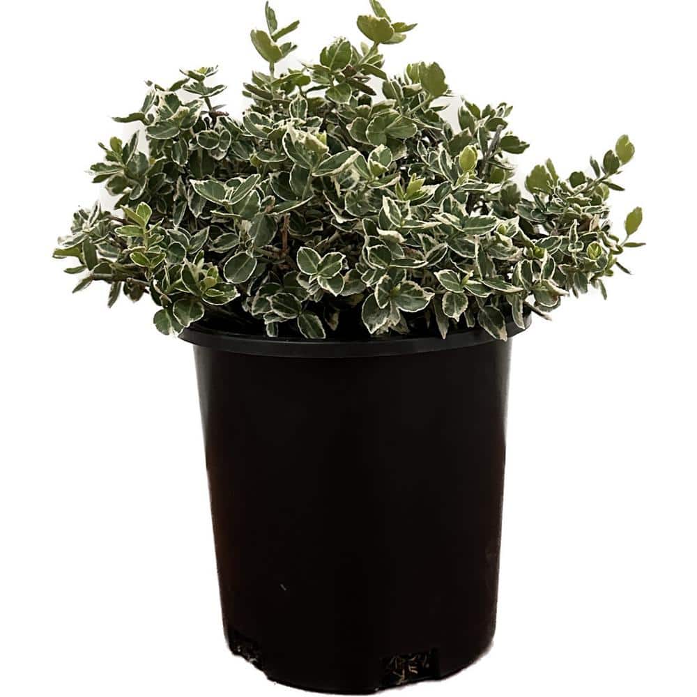 ミニ　イノモトソウ　４株 2.5 Qt. - Emerald Gaiety Euonymus Live Shrub with Green and White