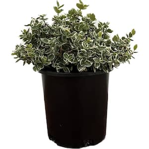 2.5 Qt. - Emerald Gaiety Euonymus Live Shrub with Green and White Folliage