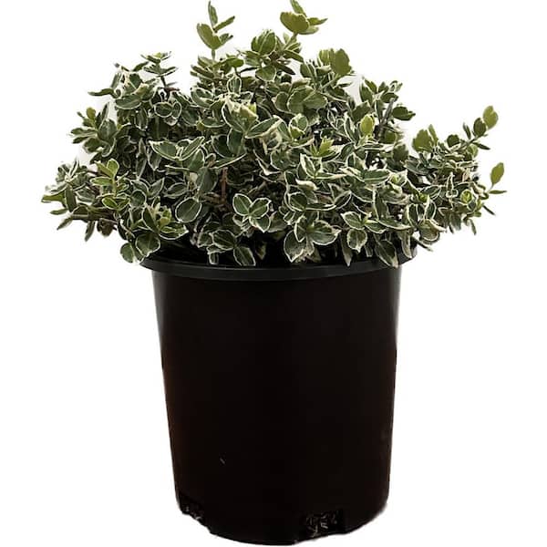 Unbranded 2.5 Qt. - Emerald Gaiety Euonymus Live Shrub with Green and White Folliage