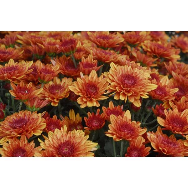 Pure Beauty Farms 8 in. Mum Plant Orange Flowers in Grower's Pot