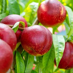 3 gal. Pot, Captain Crunch Reachables Potted Fruit Bearing Dwarf Nectarine Tree (1-Pack)