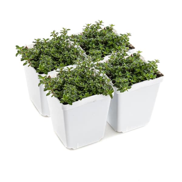 PLANTS BY POST 4 in. English Thyme Herb Plant (4-Pack) 748179052641 ...