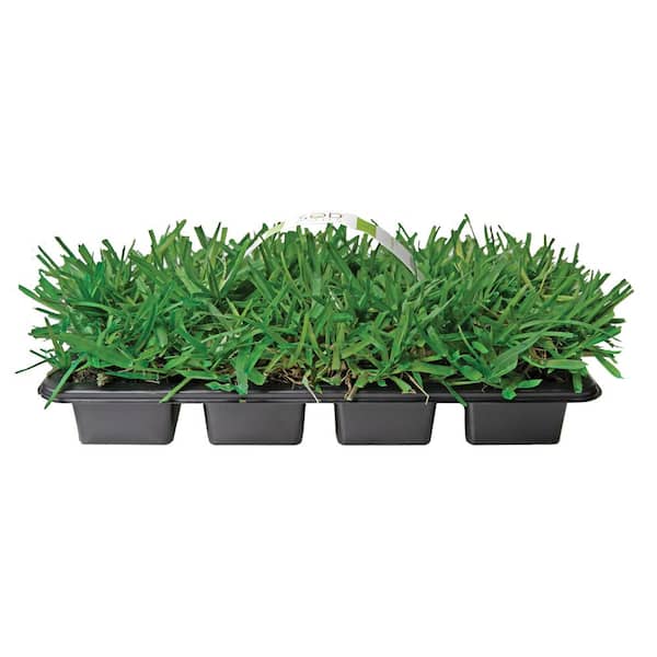 36 Count Trays Augustine Grass Sod Plugs Set Outdoor Home 64 Sq Ft Yard St 