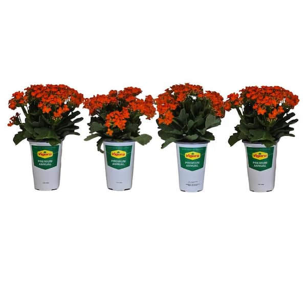 Vigoro 1 qt. Kalanchoe Live Plant with Orange Flowers in 4.7 in. Growers Pot (4-Plants)