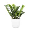 I Heart Trop Cordatum (Philodendron Cordatum) Plant 6 in. Hanging Basket