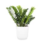 Zamioculas Zamiifolia Indoor ZZ Plant in 10 in. White Paradise Planter, Avg. Shipping Height 1-2 ft. Tall