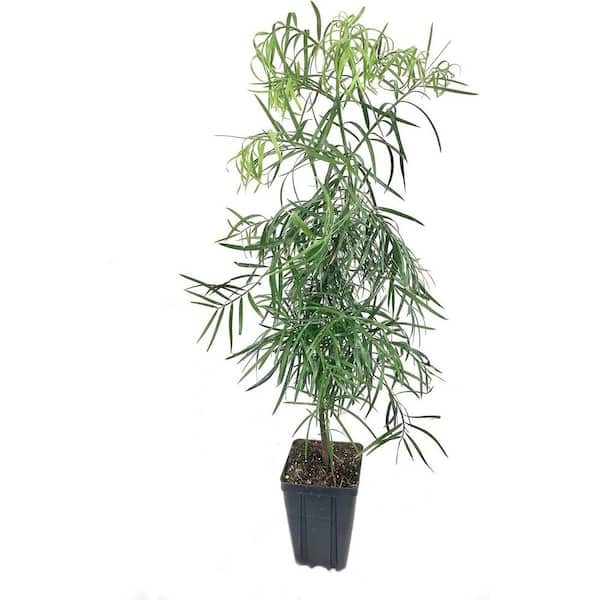 Wekiva Foliage Fern Podocarpus-Live Plant in a 4 Inch Growers Pot-Podocarpus Gracilior-Rare Ornamental Trees of Florida