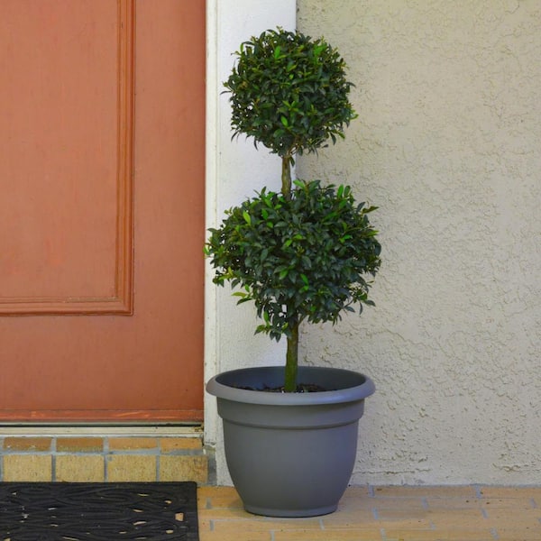 national PLANT NETWORK 3 Gal. Eugenia 2-Ball Topiary 36 in.