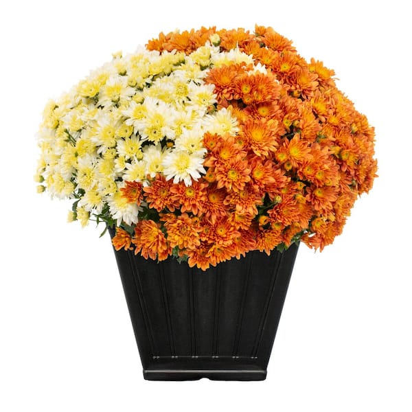 METROLINA GREENHOUSES 1 Gal. Square Deco Planter Orange and White Mum Chrysanthemum Perennial Plant (1-Pack)