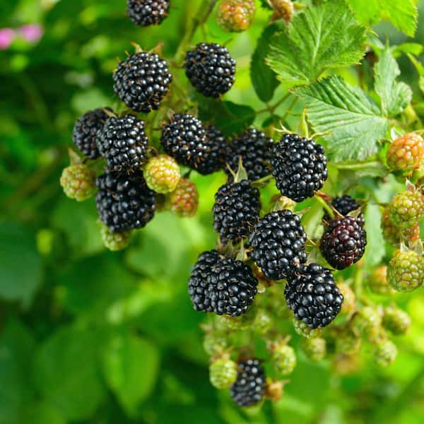Garden State Bulb Chester Blackberry Plant - Live Bare Root, Non-GMO - Foto 4