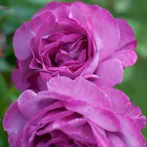 Heirloom Hybrid Tea Rose, Dormant Bare Root Plant with Purple Color Flowers (1-Pack)