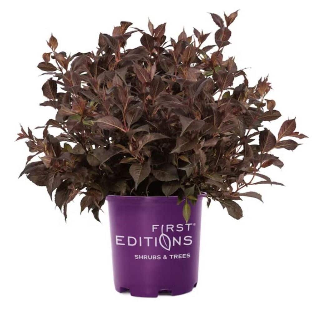 2 Gal. Shining Sensation Weigela Flowering Shrub Plant with Pink Flowers price history on PriceWatchPro