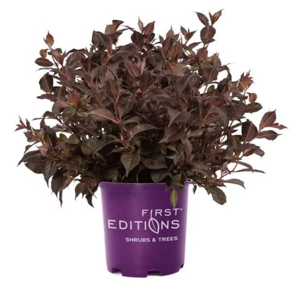 FIRST EDITIONS 2 Gal. Shining Sensation Weigela Flowering Shrub Plant with Pink Flowers
