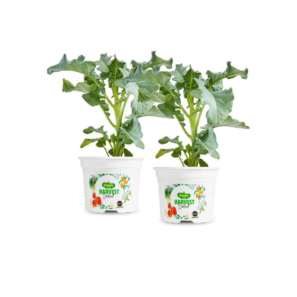 BONNIE PLANTS HARVEST SELECT 25 oz. Artwork Stir-Fry Broccoli (2-Pack)