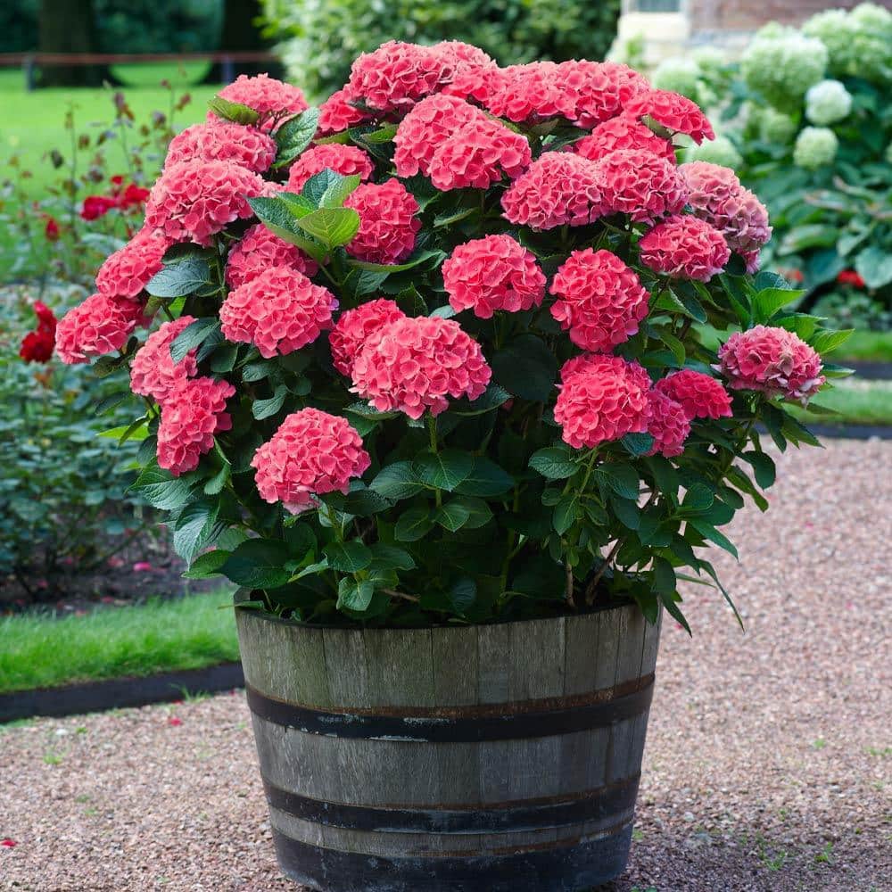 2.6 Gal. Hydrangea 'Red Sensation' Red Shrub Plant 1001258218