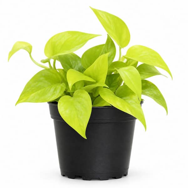4 in. Neon Pothos Live Indoor Plant in Grower Pot