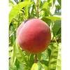 Online Orchards Dwarf Red Haven Peach Tree Bare Root FTPE001