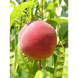 Dwarf Red Haven Peach Tree Bare Root