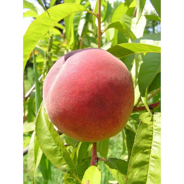 Online Orchards Dwarf Red Haven Peach Tree Bare Root