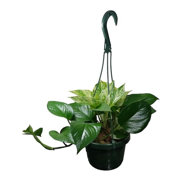 Unbranded 10 in. Marble Queen Mojave Plant Hanging Basket in Deco Container