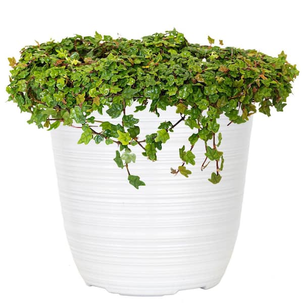 United Nursery 6 in. String of Frogs Ficus Pumila Plant in White Décor Pot