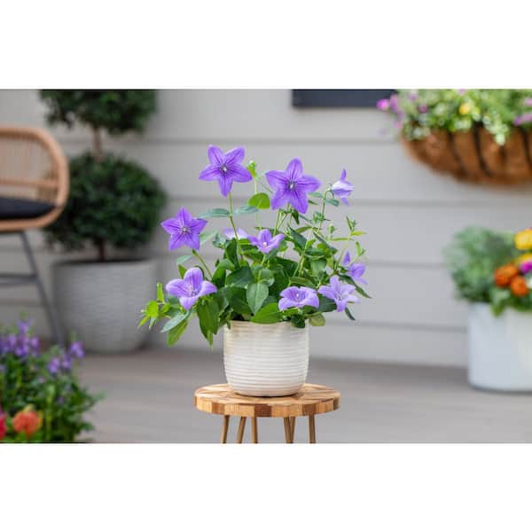 バルーンフラワー METROLINA GREENHOUSES 2.5 Qt. Twinkle Blue Balloon Flower Plant