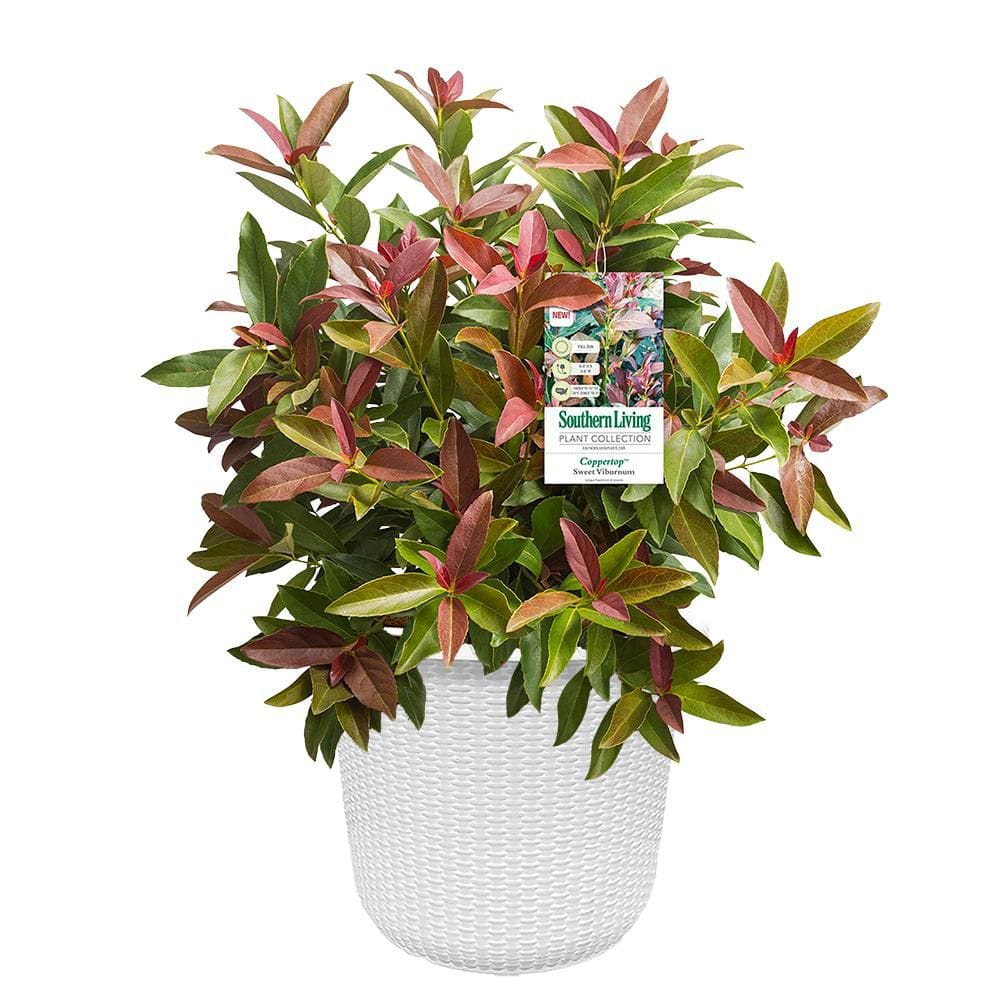 2 Gal. Copper Top Viburnum Shrub with Red to Green Foliage in Decorative Container price history on PriceWatchPro