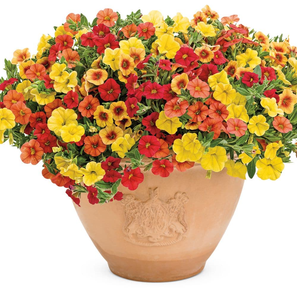 4.25 in. Eco+ Grande Superbells Red (Calibrachoa hybrid) Live Annual Plant with Red Flowers 4-Pack price history on PriceWatchPro