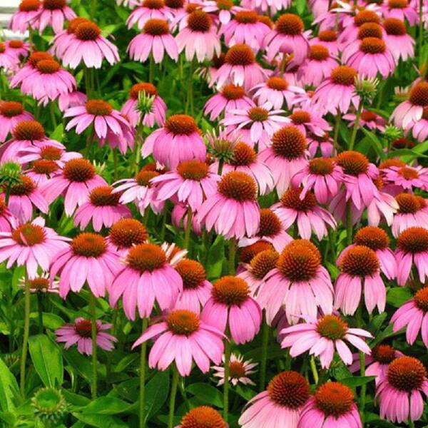 SOUTHERN LIVING 2.5 Qt. Crazy Pink Echinacea With Drooping Pink Petals And Large Orange Cones, Live Perennial Plant