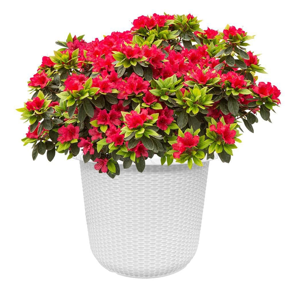 2 Gal. Perfecto Mundo Red Azalea Shrub with Red Flowers in Decorative Container price history on PriceWatchPro