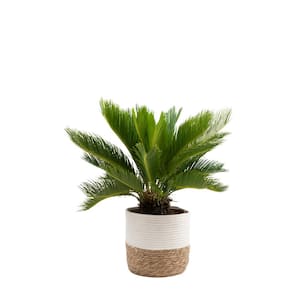 Sago Palm Indoor Plant in 10 in. Decor Basket Pot, Avg. Shipping Height 2-3 ft. Tall