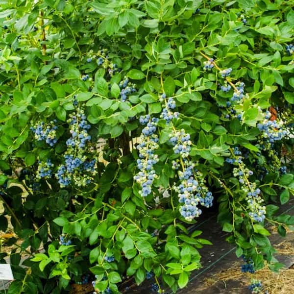 Gurney's Jersey Blueberry Vaccinium Live Fruiting 12 in. to 18 in. Bareroot Plant (1-Pack)