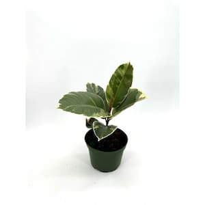 6 in.  Ficus Tineke Plant in Grower Pot