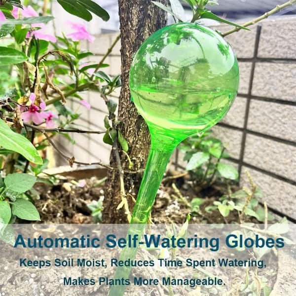 buy aloe vera plant near me Aloe Vera main image 0