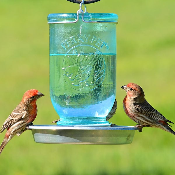 Perky Pet Blue Mason Jar Decorative Glass Bird Waterer 32 oz. Capacity 783 The Home Depot