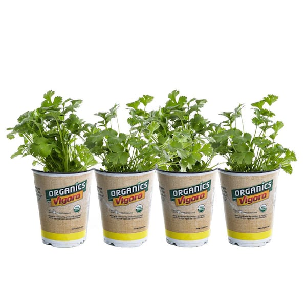Vigoro 1 qt. Organic Cilantro Plant (4-Pack)