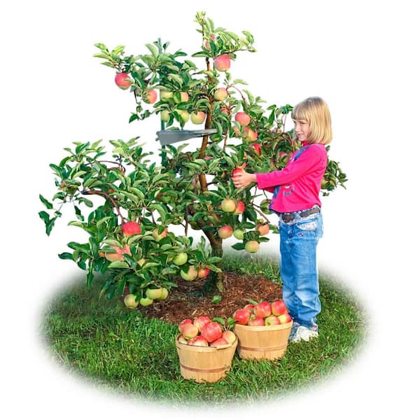 Dwarf Fuji Apple Tree