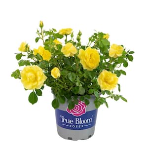 8 Qt. True Bloom True Friendship Rose with Yellow Flowers