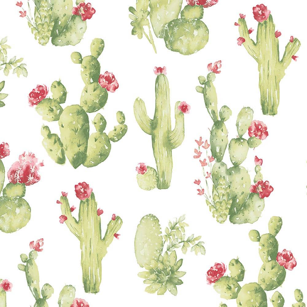 Cactus Wallpaper APK for Android Download