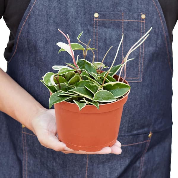 PPC INTERNATIONAL LLC Tri-Color Hoya Carnosa Plant in 6 in. Grower