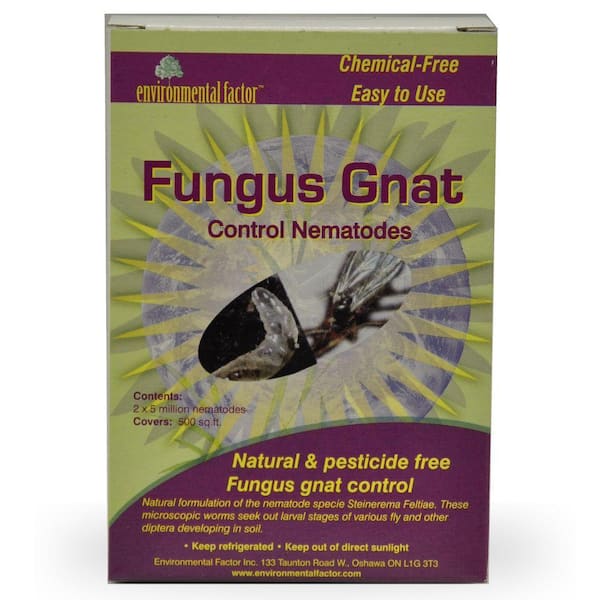 Nema-globe Fungus Gnat Control Nematodes