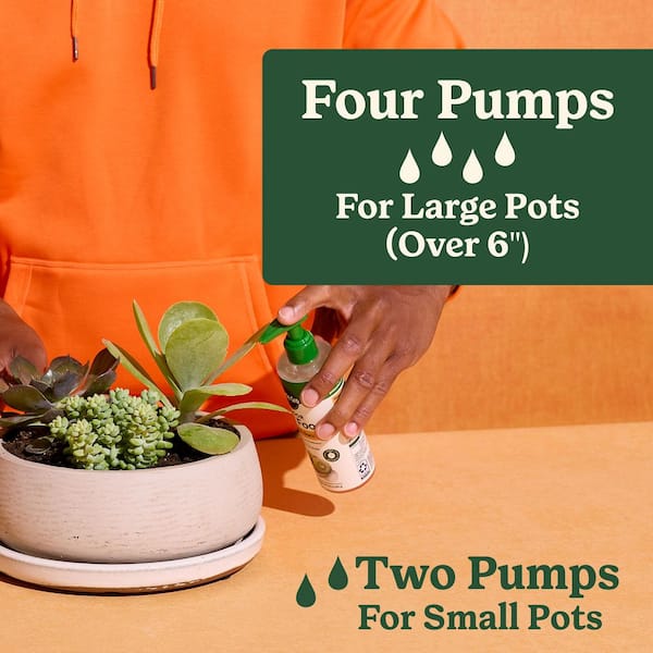 large indoor potted plants for sale Large 10