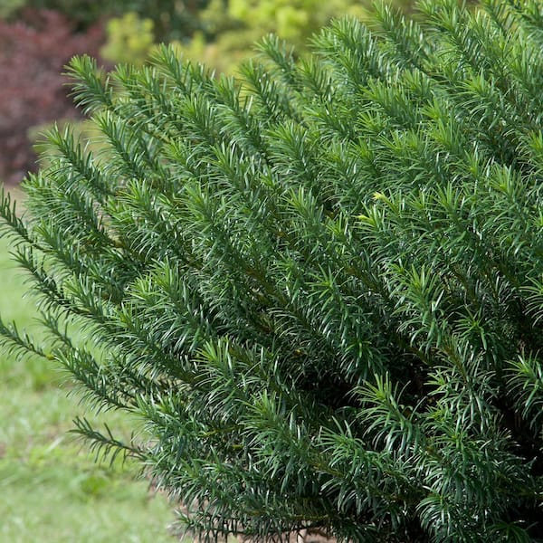 2 Gal. Yewtopia Plum Yew Shrub (Cephalotaxus Harringtonia) Live Evergreen Bush with Dark Green Needled Foliage