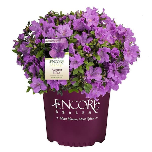 1 Gal. Autumn Lilac Azalea Shrub with Brilliant Lavender Flowers