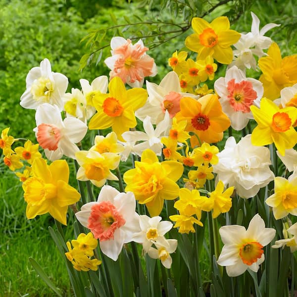 Garden State Bulb 12/14 cm Daffodil Bulbs All-In-One Mixed (Bag of 25)