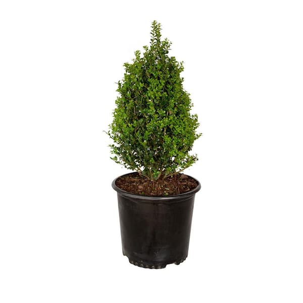 FLOWERWOOD 2.5 Gal. Steeds Holly - Pyramid Trained Shrub with Fine Textured Evergreen Foliage