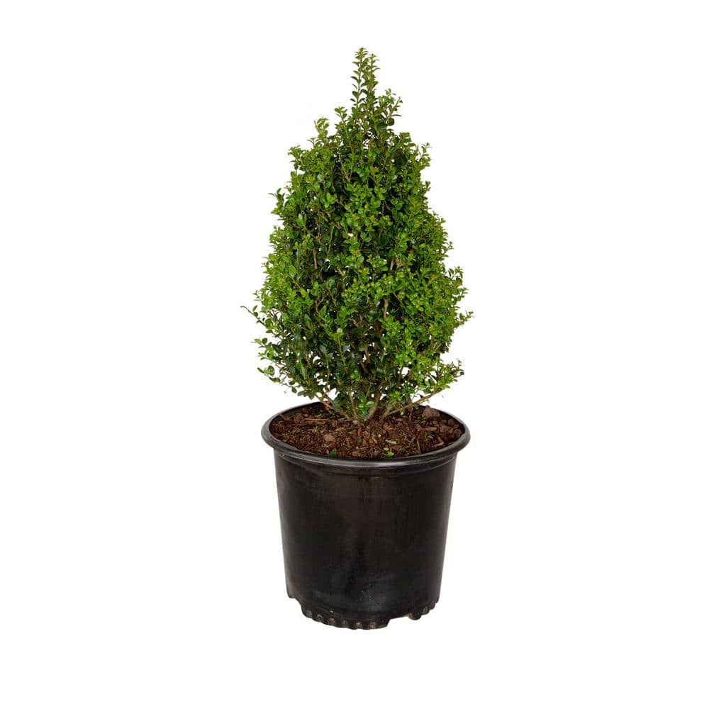 FLOWERWOOD 2.5 Gal. Steeds Holly - Pyramid Trained Shrub with Fine Textured  Evergreen Foliage 3155PYR3FL - The Home Depot