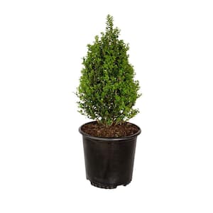 2.5 Gal. Steeds Holly - Pyramid Trained Shrub with Fine Textured Evergreen Foliage