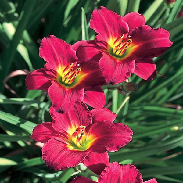 Unbranded #1 Pardon Me Red Daylily Plant