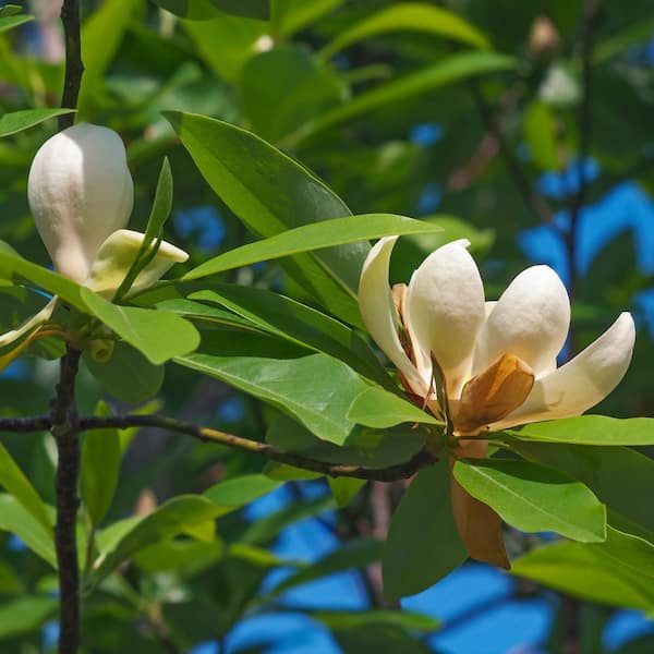 national PLANT NETWORK 2 gal. Magnolia Moonglow HD2656 - The Home